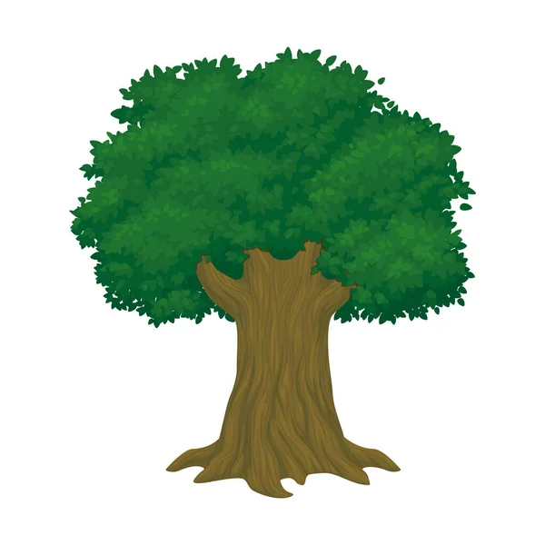 Grande Árvore Velha Saudável Com Folhagem Verde Exuberante Isolado Fundo — Vetor de Stock
