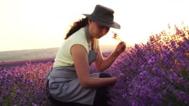 Lavanta Çiftliği, hasat. Tarlada bir kadın çiftçi.