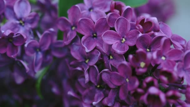 Ramo de flores lila de cerca. Naturaleza floreciendo macro flores telón de fondo — Vídeo de stock