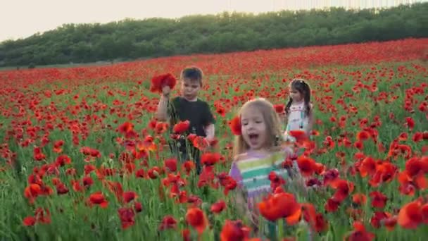 Crianças pequenas um menino e meninas brincam e andam em um campo de papoula florescendo. Campo de papoilas — Vídeo de Stock