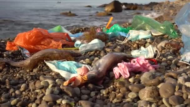岸で死んだ魚。海のプラスチック汚染。Covid-19からの医療廃棄物。ビーチ、海床、都市水域で廃棄物が発見されています — ストック動画