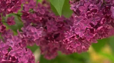 Çiçekli leylak çalısı. Pembe leylak çiçekleri. Yeşil yapraklı bir şırınga ağacı. Bahar doğal arka plan