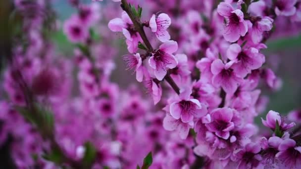 Pfirsichgarten blüht im Frühling. Schöne leuchtend rosa Blüten auf einem Obstbaum — Stockvideo