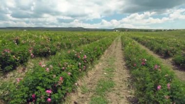 Gül tarlası. Gül Vadisi, Bulgaristan. Temel petrol kültürü. Petrol Taşıyıcı Gül ve Gül Yağı Üretimi Endüstriyel Tarımı