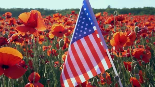 Bandeira dos Estados Unidos da América num campo de papoilas. Dia Nacional da Poppy. A papoula vermelha é um símbolo reconhecido nacionalmente de sacrifício. A Legião Americana — Vídeo de Stock