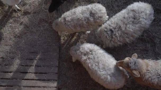 Opofferende schapen op de boerderij. Eid al-Adha of het offerfeest — Stockvideo