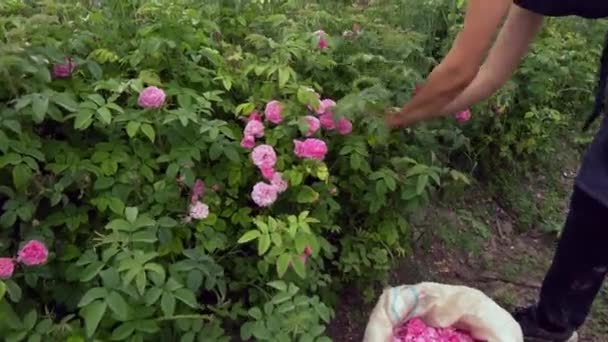 Colheita de rosas no Rose Valley. Colheita de pétalas de rosa na estação de floração. Mulher agricultor mão colhendo pétalas de flores perto de um arbusto de flor em um campo — Vídeo de Stock