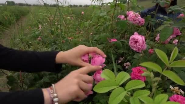 Bulgarias rose valley. Los capullos de las rosas de Damascena han estallado en color y están listos para ser recogidos. Los trabajadores están cosechando las flores, para hacer aceite de rosa — Vídeos de Stock