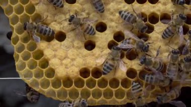 Arı yavruları çeşitli gelişim aşamalarında yavrulardan oluşur - yumurta, larva ve pupa.