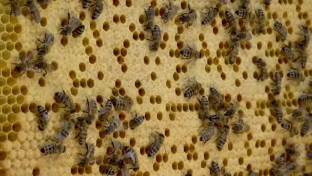 Ninhada de operários tampados, ninhada selada, larvas de abelhas e ovos. Uma colônia de abelhas, um favo de mel de perto, colmeia, apicultura — Vídeo de Stock