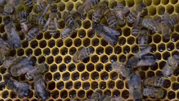 Apicultura orgánica. Miel en peines macro. Cosecha de miel. Colonia de abejas en la colmena — Vídeo de stock