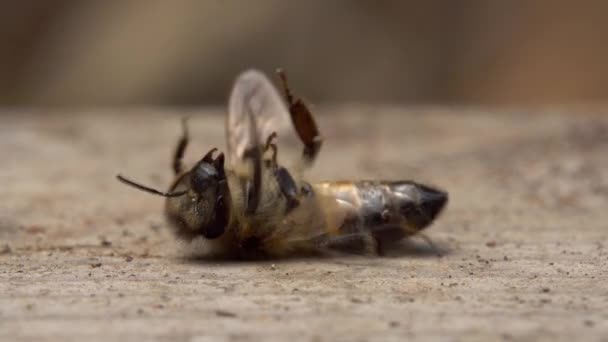 De bij gaat dood. Een dode bijenmacro. De dood van honingbijen en milieuvervuiling door pesticiden: De honingbijen als biologische indicatoren. Bijenteelt of bijenteelt. Bijenkolonie in bijenkorf — Stockvideo