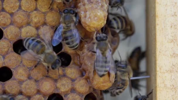 Célula reina cerca. Células de enjambre o supercedure — Vídeo de stock