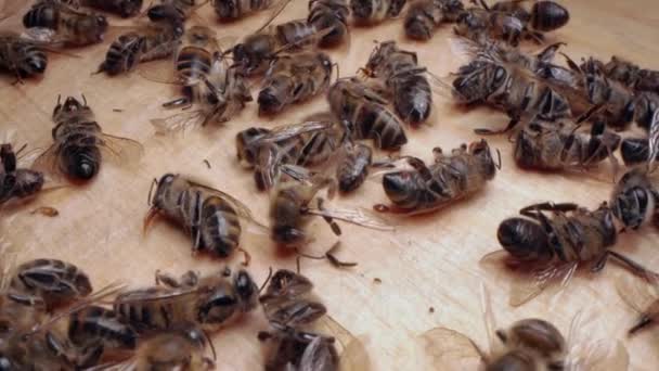 Бджоли вмирають. Мертві бджоли крупним планом. Смерть медоносних бджіл та забруднення навколишнього середовища пестицидами, хвороба варроатозу, 5G. Медові бджоли як біологічні показники. Бджільництво або виноградарство — стокове відео