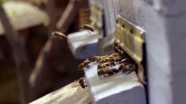 Récolte de miel, pain d'abeille, nectar. Les abeilles volent dans la macro ruche, au ralenti — Video