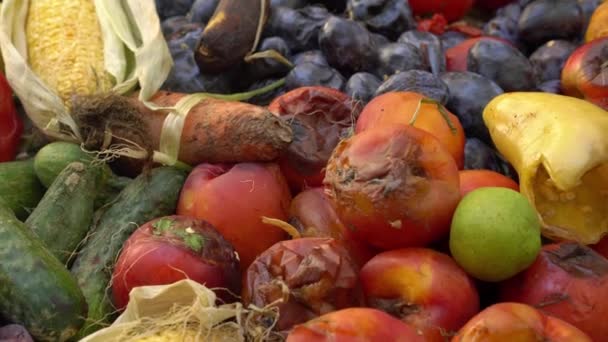 Meyve ve sebzeler bir çöp konteynerinde, yenmemiş olarak atılıyor. Çöpteki çürük meyveler. Tarımsal üretim ve hasatta gıda kaybı. Organik atık yığını, gübre. — Stok video