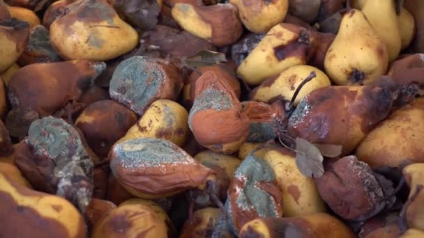Een stapel rotte, beschimmelde peren. Schimmel op fruit. Voedselverlies en verspilling. Schade aan de fruitteelt. Voedselverlies bij de landbouwproductie en de oogst. — Stockvideo