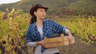 Şapkalı Latin kadın çiftçi elinde bir kutu üzümle tarlada yürüyor. Hasat mevsimi. Yerel şarap üretimi. Küçük aile tarım işi.