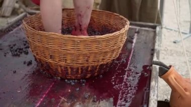 Geleneksel şarap yapımında üzüm ezme ya da üzüm ezme. Üzümler çıplak ayaklı kadınlar tarafından meyve sularını salmak ve fermantasyona başlamak için sepetle çiğnenir.