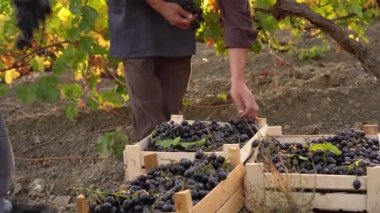 Baba ve oğul birlikte çalışıyorlar. Küçük bir iş. Otantik İspanyol çiftçiler üzümlerini yetiştirdikleri topraklarda yaşarlar. Üzümlerin organik yetiştirilmesi. Büyüyen şaraplar, şarap üretimi.