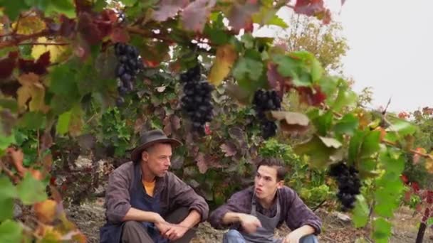 Produtores de uva pai adulto agricultor e filho adolescente trabalham juntos. Uma pequena fazenda familiar cultivando uvas. Temporada de colheita. Colheita de uvas — Vídeo de Stock