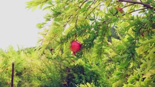 Granaat op een tak. Granaatappelboom. Groeien in de tuin. Biologisch tuinieren — Stockvideo