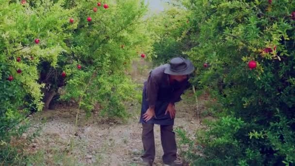 Huerto con granados, Granada Creciendo. Fruta madura de granada colgando de una rama. El granjero está cosechando en el jardín. Temporada de cosecha. Cultivo ecológico de frutas, agricultura — Vídeo de stock