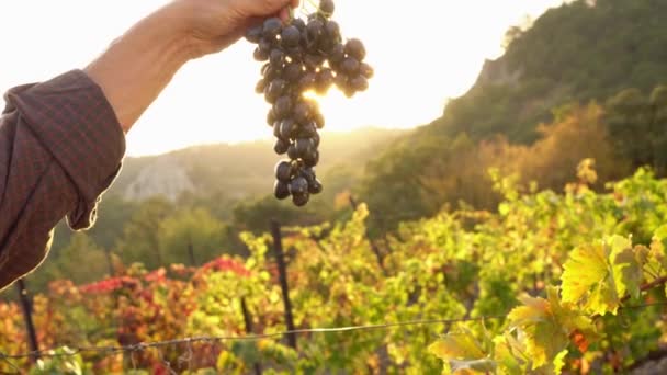 Um agricultor tem um monte de uvas maduras e suculentas nas mãos. Vinificação, cultivo de uvas. Pôr do sol nos campos de uvas e vinhas, brilho solar — Vídeo de Stock