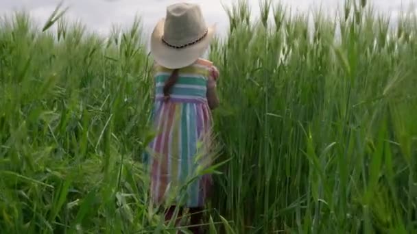 Glückliche kleine süße Mädchen Bauerntochter geht durch ein grünes Weizenfeld. Biologischer Familienbetrieb. Das Leben im Dorf. Erntekonzept für die Landwirtschaft — Stockvideo
