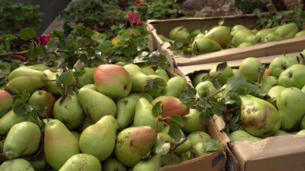 Kisten voller frischer reifer Früchte. Die Birnenernte im Obstgarten, einem kleinen landwirtschaftlichen Familienbetrieb. Biologischer Landbau — Stockvideo