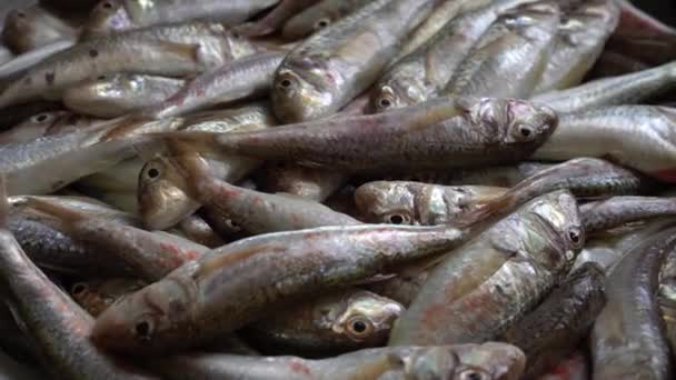 Frischer Meeresfisch, Fischmarkt. Mullus surmuletus, Ziegenfisch. Ernährung, mediterrane Küche, Fischmarkt, gesunde Lebensmittel — Stockvideo