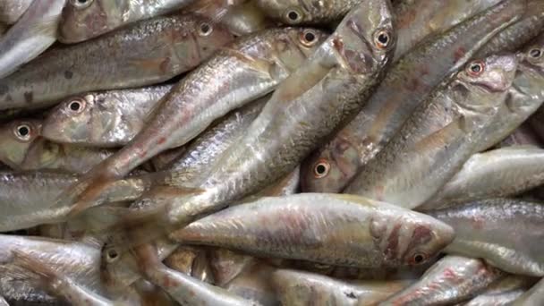 Kozí ryba, parmice. Čerstvé mořské plody, rybí trh. Dieta, středomořská kuchyně, rybí trh, zdravé potraviny — Stock video