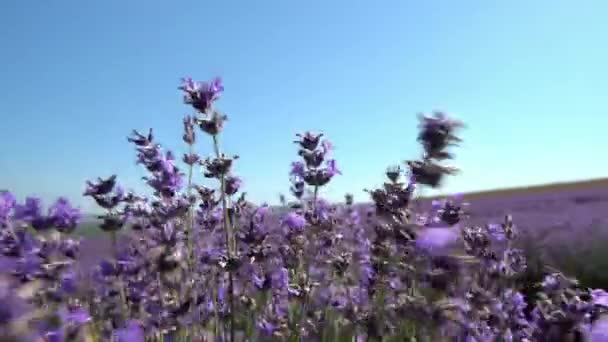 Campo di lavanda. Fattoria di lavanda. Bellissimi fiori viola in fiore. Coltivazione biologica. Produzione di olio essenziale — Video Stock