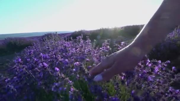 A mão de uma jovem toca os arbustos de lavanda floridos. Flores roxas em um campo de lavanda — Vídeo de Stock