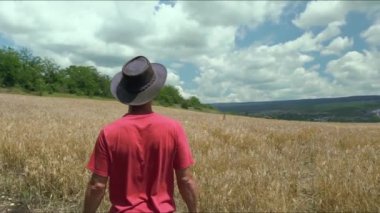 Yeşil buğday tarlasında yürüyen çiftçi. Agronomist buğday yetiştiriyor, aile olarak küçük çiftçilik.