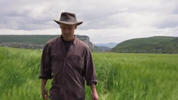 Взрослый фермер, работающий в поле, осматривает зародыши пшеницы естественным путем. Концепция сбора урожая органической сельскохозяйственной промышленности — стоковое видео