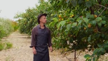 Çiftçi bahçede hasat yapıyor. Hurma ağaçlı bir meyve bahçesi. Bir organik elma, armut, şeftali, erik, turunç. Tarım Tarım Gıda Yetiştirme