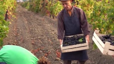 Şarap yapımı. Üzüm yetiştirenler baba ve genç oğullara yaltaklanıyor. Üzüm yetiştiren küçük bir aile çiftliği. Hasat Mevsimi. Üzüm toplama