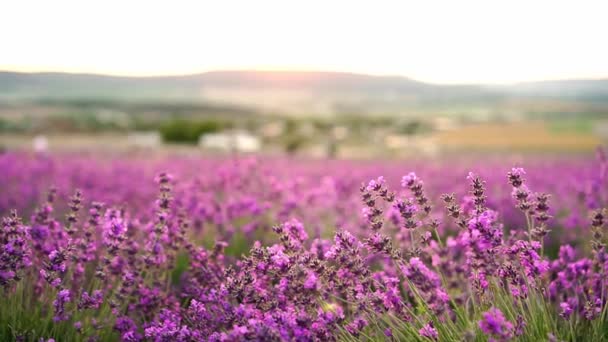 Πεδίο της λεβάντας. Εκτροφείο λεβάντας στη Γαλλία. Όμορφα μοβ λουλούδια στο ηλιοβασίλεμα. Βιώσιμες περιφερειακές βιολογικές καλλιέργειες — Αρχείο Βίντεο