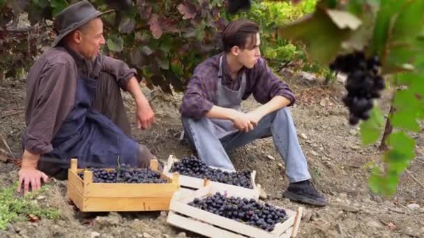 Temporada de cosecha de uva en el viñedo. Elaboración. Cultivadores de uva padre adulto agricultor e hijo adolescente trabajan juntos. Una pequeña granja familiar cultivando uvas. Temporada de cosecha. Recoger uvas — Vídeos de Stock