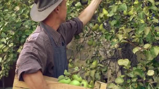 Ένας αγρότης μαζεύει αχλάδια από ένα δέντρο σε έναν οπωρώνα. Η συγκομιδή αχλαδιών στον κήπο. Βιολογικά τοπικά τρόφιμα. Χέρια αγρότη που δουλεύει στον οπωρώνα. Κουτιά με την καλλιέργεια — Αρχείο Βίντεο