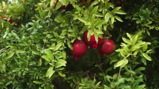 Frutos maduros da romã. Crescendo no pomar. Jardim Orgânico. Produção comercial de romã — Vídeo de Stock