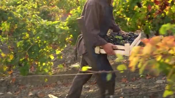 Výroba vína. Sklizeň hroznů. Dospělý farmář projde vinicí a sbírá hrozny svazek po svazku. Sklizňová sezóna. Sklizeň čerstvé ekologické farmy — Stock video