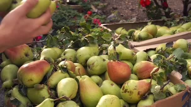 農家は果樹園の木から梨を収穫し、木製の箱に入れます。有機食材。果樹園で働く農家の手。作物の箱 — ストック動画