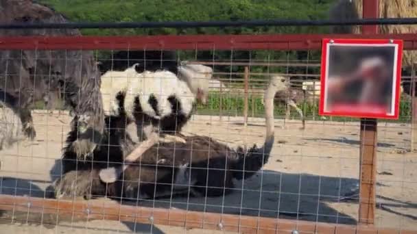 Agricultura avestruz. Gallina gemela con macho. Baile de apareamiento de avestruz. Reproducción de avestruces — Vídeos de Stock