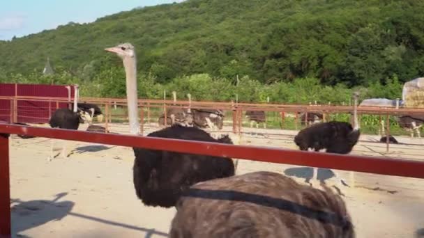 Un granjero en una granja de avestruces. La carne de avestruz y el cuero de avestruz son dos fuentes comunes de ingresos. Los huevos y plumas de avestruz también se pueden vender y no requieren el sacrificio del ave. — Vídeos de Stock