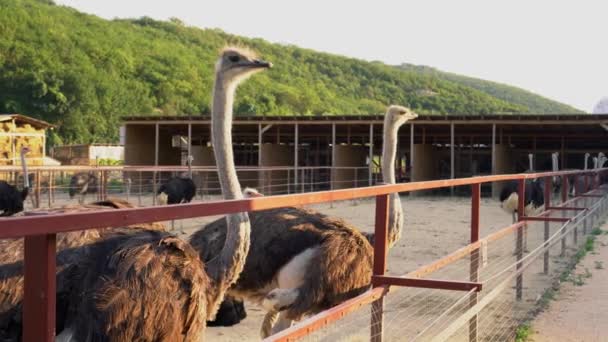 Ostrich Farming. Ostrich meat, hides, leather and feathers have commercial value. American Farm — Stock Video