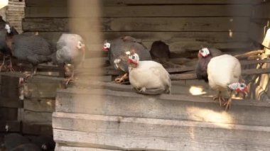 Gine Fowl 'u uçuş kafesinde tutmak. Miğferli guinaful. Açık havada evcil kuş ağılı. Kümes hayvancılığı. Tarım küçük işletme