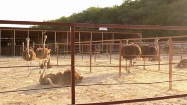 Organik açık hava devekuşu çiftliği. Devekuşu yetiştiriyorum. Devekuşu Çiftliği ve Pazar