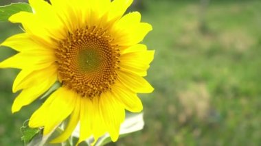 Ayçiçeği tarlasına yakın çekim. Ayçiçeği Petrol Endüstrisi